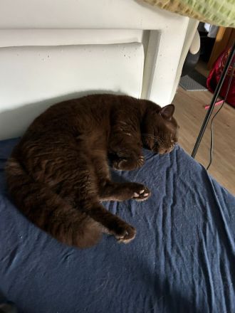 Bkh kitten zu verkaufen