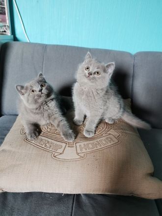 Bkh kitten zu verkaufen