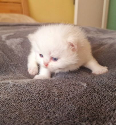 Reinrassige Perserkitten mit Nase,inkl. Stammbaum