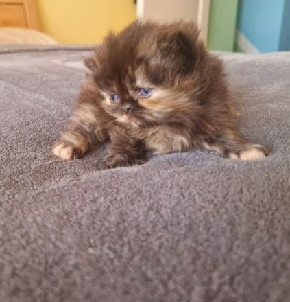 Reinrassige Perserkitten mit Nase,inkl. Stammbaum