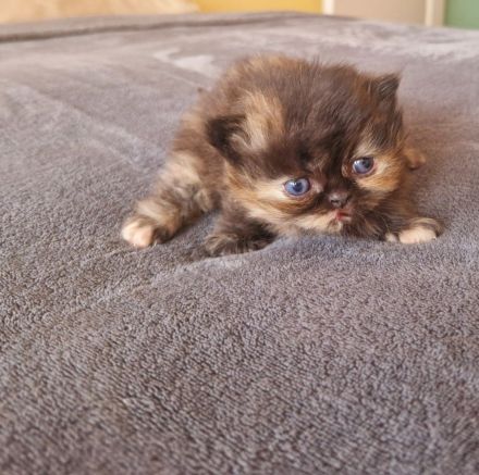 Reinrassige Perserkitten mit Nase,inkl. Stammbaum