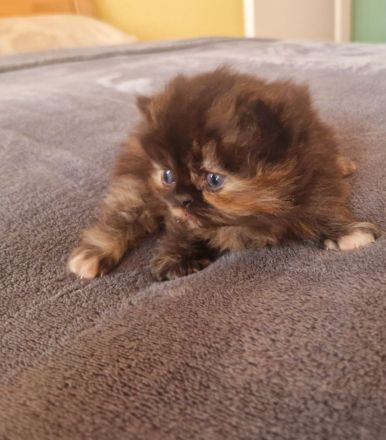 Reinrassige Perserkitten mit Nase,inkl. Stammbaum