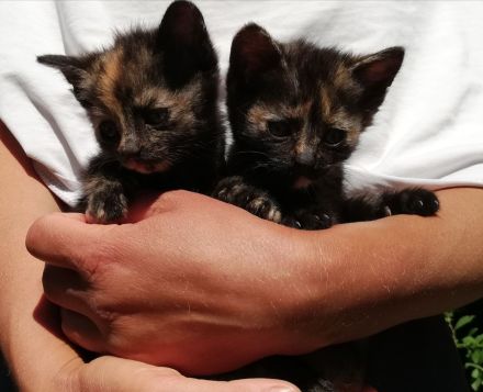 Babykätzchen Kater Katze Kitten Glückskatze