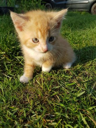 Babykätzchen Kater Katze Kitten Glückskatze