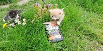 Babykätzchen Kater Katze Kitten Glückskatze