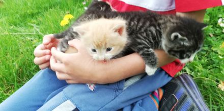 Babykätzchen Kater Katze Kitten Glückskatze