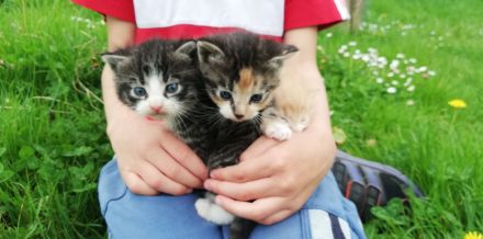 Babykätzchen Kater Katze Kitten Glückskatze