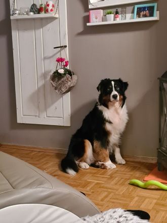Australian Shepherd Black Tri 4 Jahre