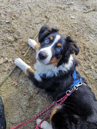 Australian Shepherd Black Tri 4 Jahre