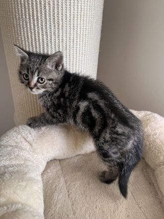 Süße BKH Kitten in Augsburg !