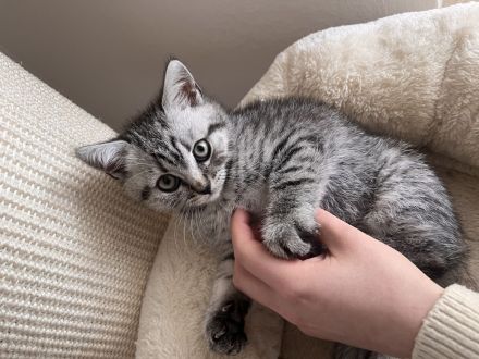 Süße BKH Kitten in Augsburg !