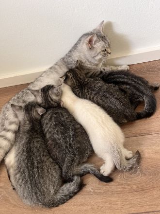 Süße BKH Kitten in Augsburg !