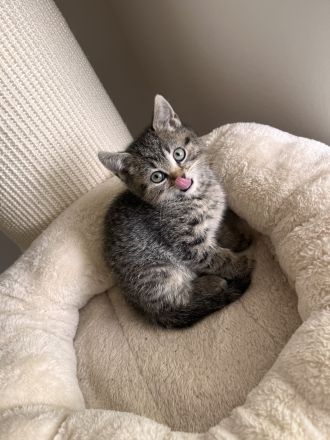 Süße BKH Kitten in Augsburg !