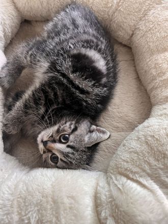 Süße BKH Kitten in Augsburg !