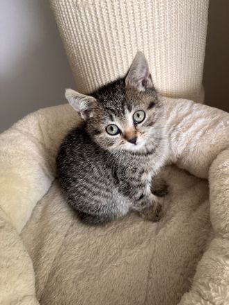 Süße BKH Kitten in Augsburg !