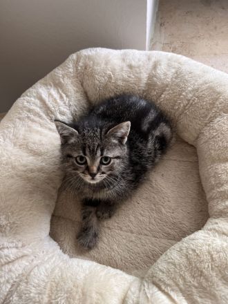 Süße BKH Kitten in Augsburg !