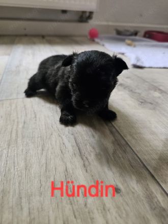 Chihuahua- Shih-Tzu Welpen