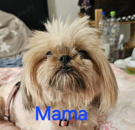 Chihuahua- Shih-Tzu Welpen