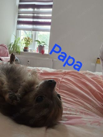 Chihuahua- Shih-Tzu Welpen