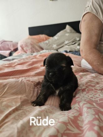 Chihuahua- Shih-Tzu Welpen