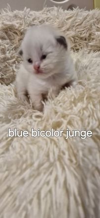 Ragdoll kitten mit Stammbaum