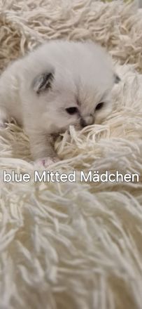 Ragdoll kitten mit Stammbaum
