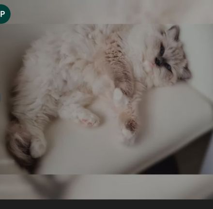 Ragdoll kitten mit Stammbaum