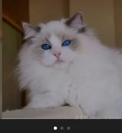 Ragdoll kitten mit Stammbaum