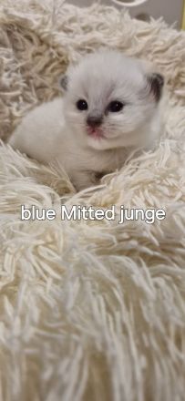 Ragdoll kitten mit Stammbaum
