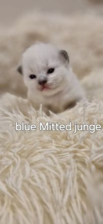 Ragdoll kitten mit Stammbaum