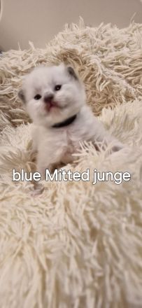 Ragdoll kitten mit Stammbaum