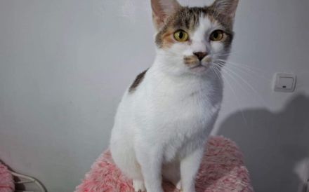 Katze Inverness möchte in ein Zuhause ziehen dürfen!