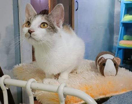 Katze Inverness möchte in ein Zuhause ziehen dürfen!