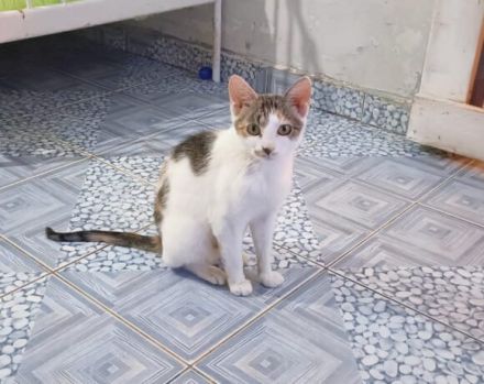 Katze Inverness möchte in ein Zuhause ziehen dürfen!