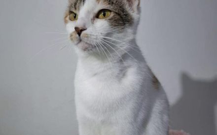 Katze Inverness möchte in ein Zuhause ziehen dürfen!