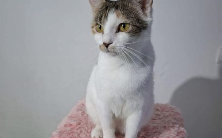 Katze Inverness möchte in ein Zuhause ziehen dürfen!