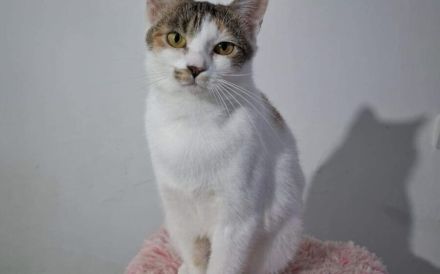 Katze Inverness möchte in ein Zuhause ziehen dürfen!