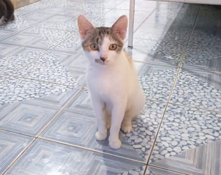 Katze Inverness möchte in ein Zuhause ziehen dürfen!