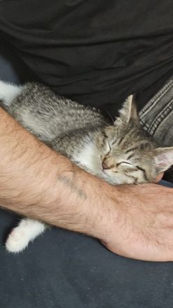 Babykatze 2 Monate alt