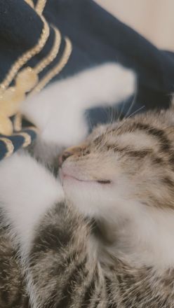 Babykatze 2 Monate alt