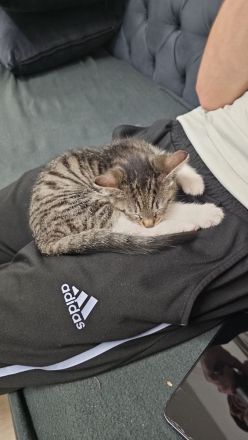 Babykatze 2 Monate alt