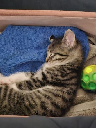 Babykatze 2 Monate alt