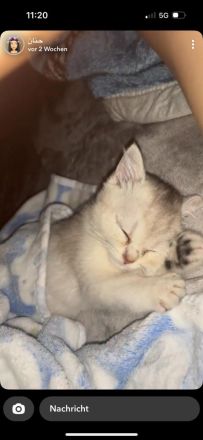 Mila sucht ein neues Zuhause (3 Monate alt)