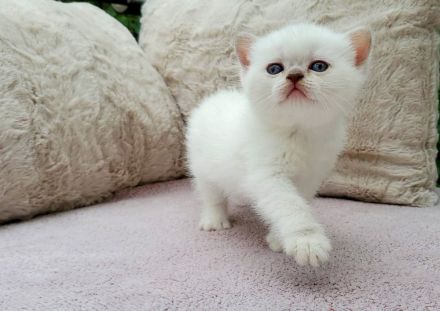 Süße Britisch Kurzhaar Point Kitten suchen ihr Traumzuhause!