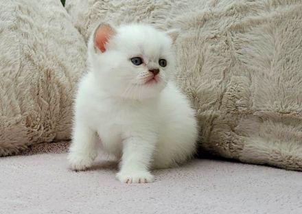 Süße Britisch Kurzhaar Point Kitten suchen ihr Traumzuhause!