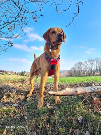 Wunderschöner Deckrüde