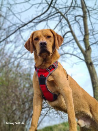 Wunderschöner Deckrüde