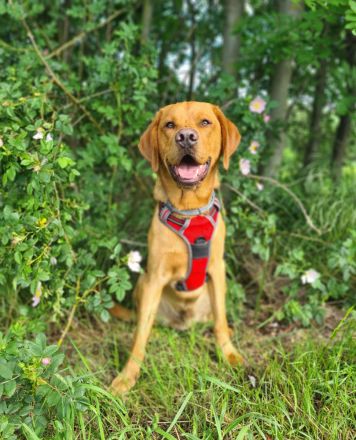 Wunderschöner Deckrüde