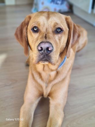 Wunderschöner Deckrüde