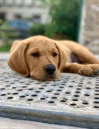 Wunderschöner Deckrüde